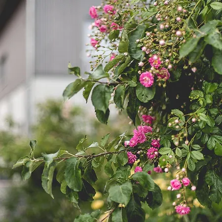 Mrowka Апартаменты *